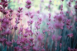 Lavender... a beautiful garden plant & well-rounded, intuitive and resourceful herb.